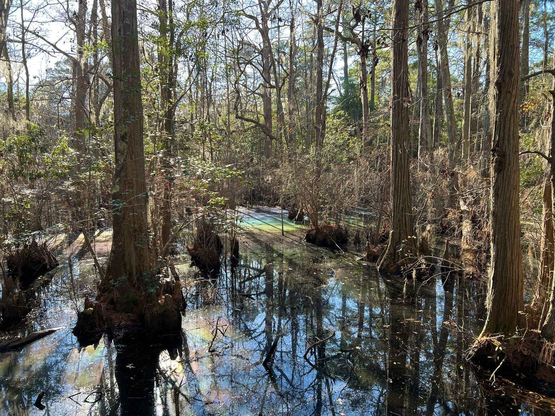 Walk & Talk Trees image