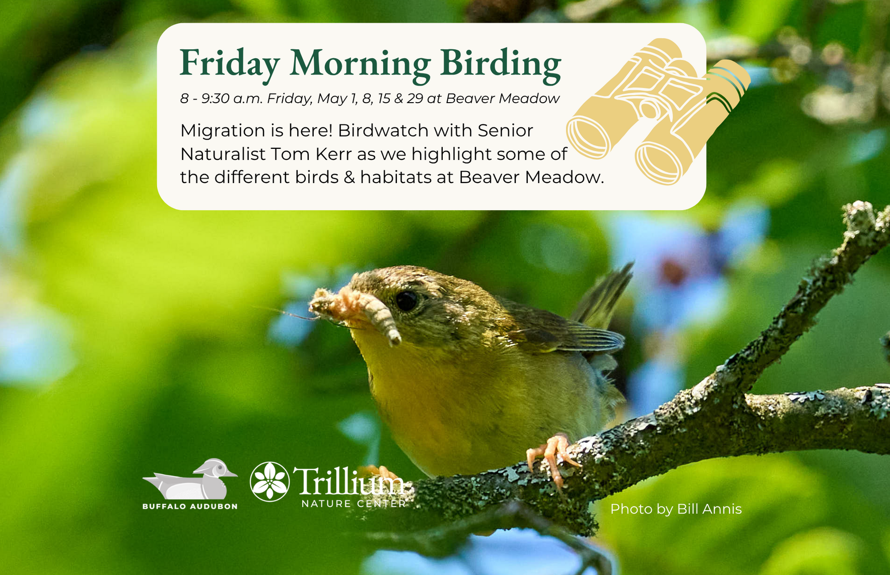 Friday Morning Birding - Beaver Meadow - May 1st -  image