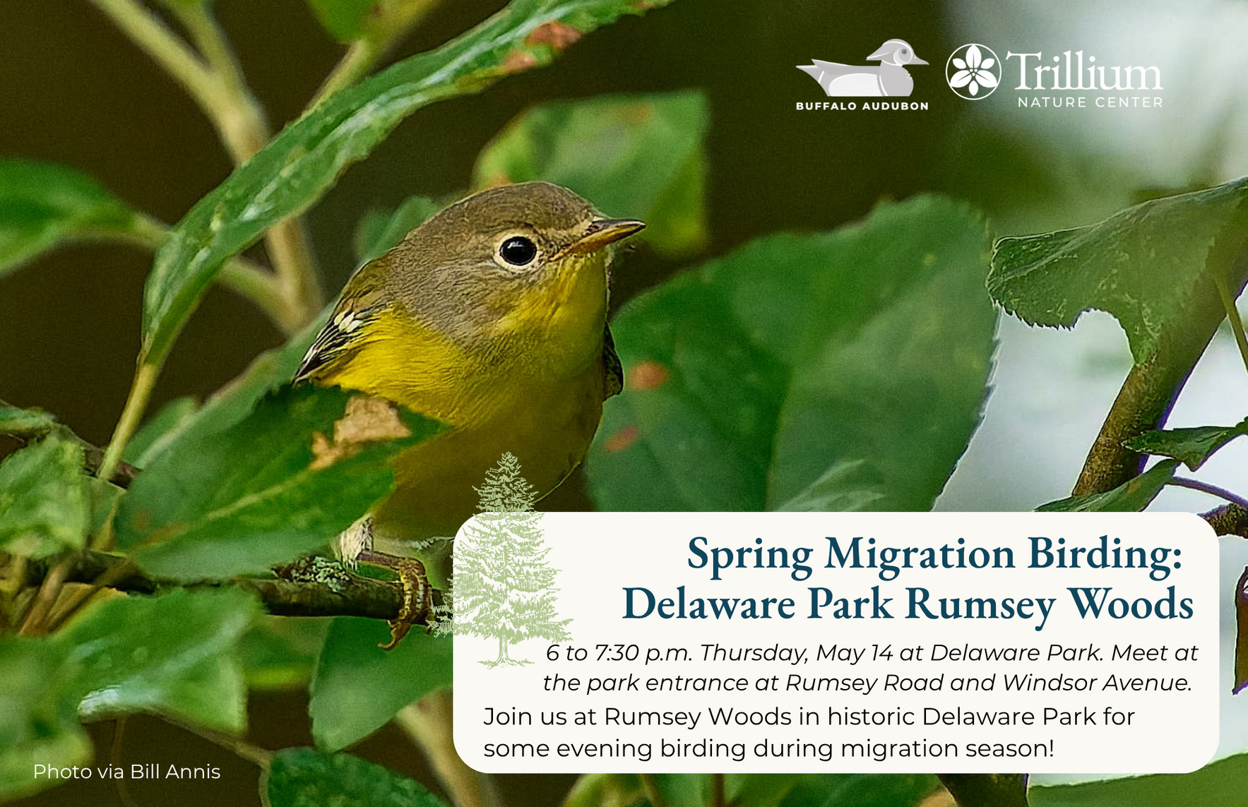 Spring Migration Birding - Delaware Park Rumsey Woods image