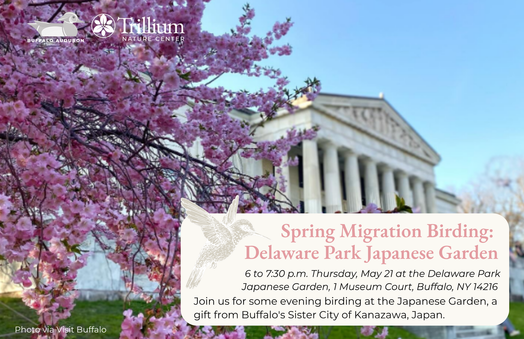 Spring Migration Birding - Delaware Park Japanese Garden image