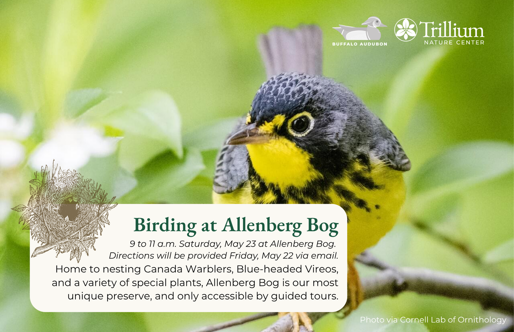 Spring Migration Birding - Allenberg Bog image