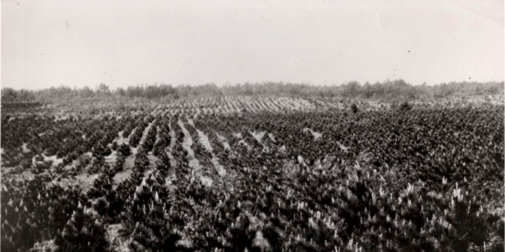 Curator's Tour: Luther Forest: A Family, a Woodland, A Legacy image
