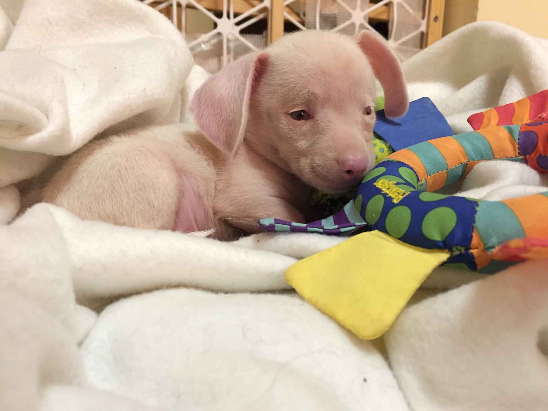 Do you have a Piglet Mindset? Life Changing Lessons from a tiny deaf blind pink dog named Piglet, ON ZOOM! image