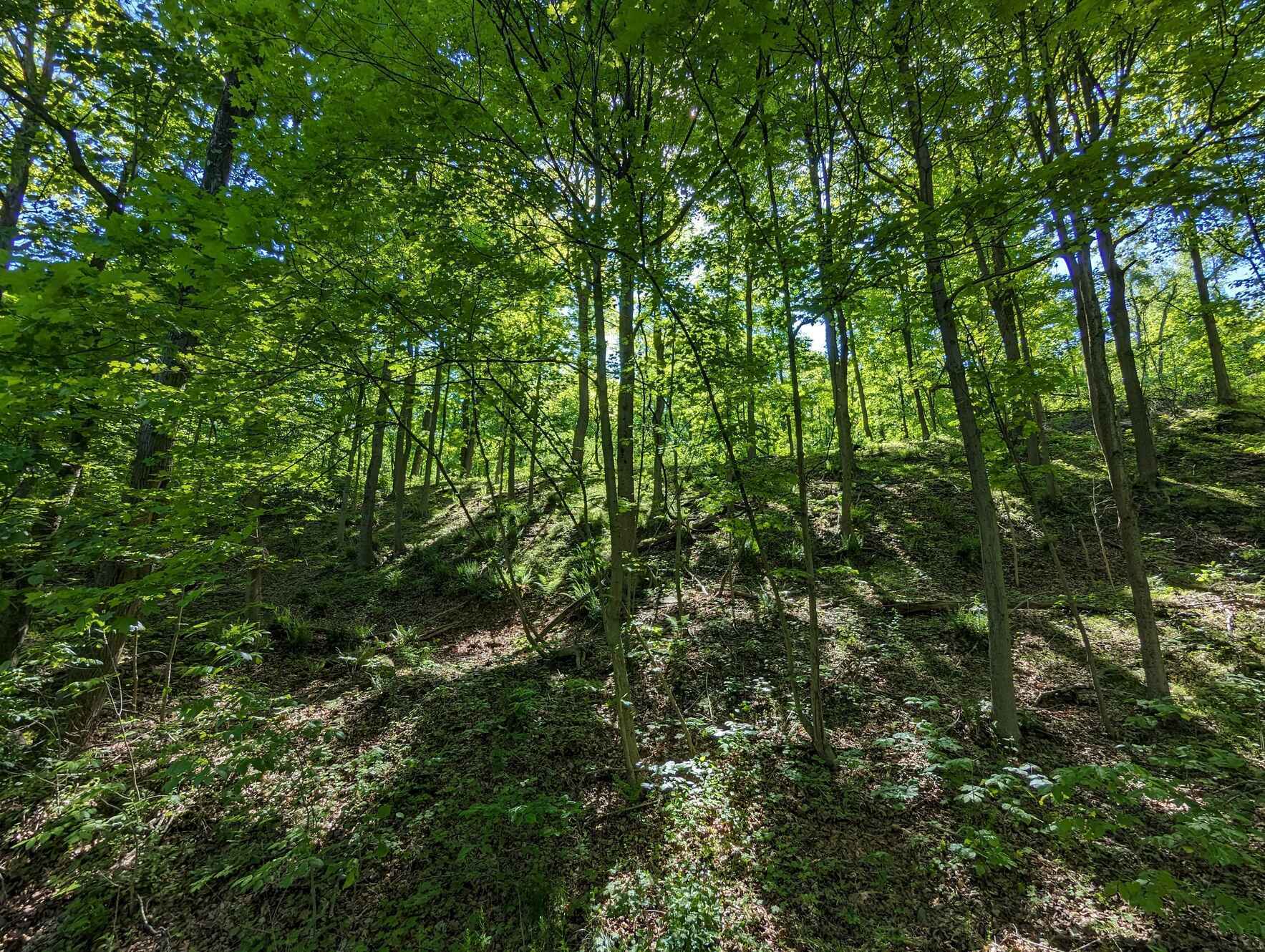 Girty's Woods- Tree Planting image