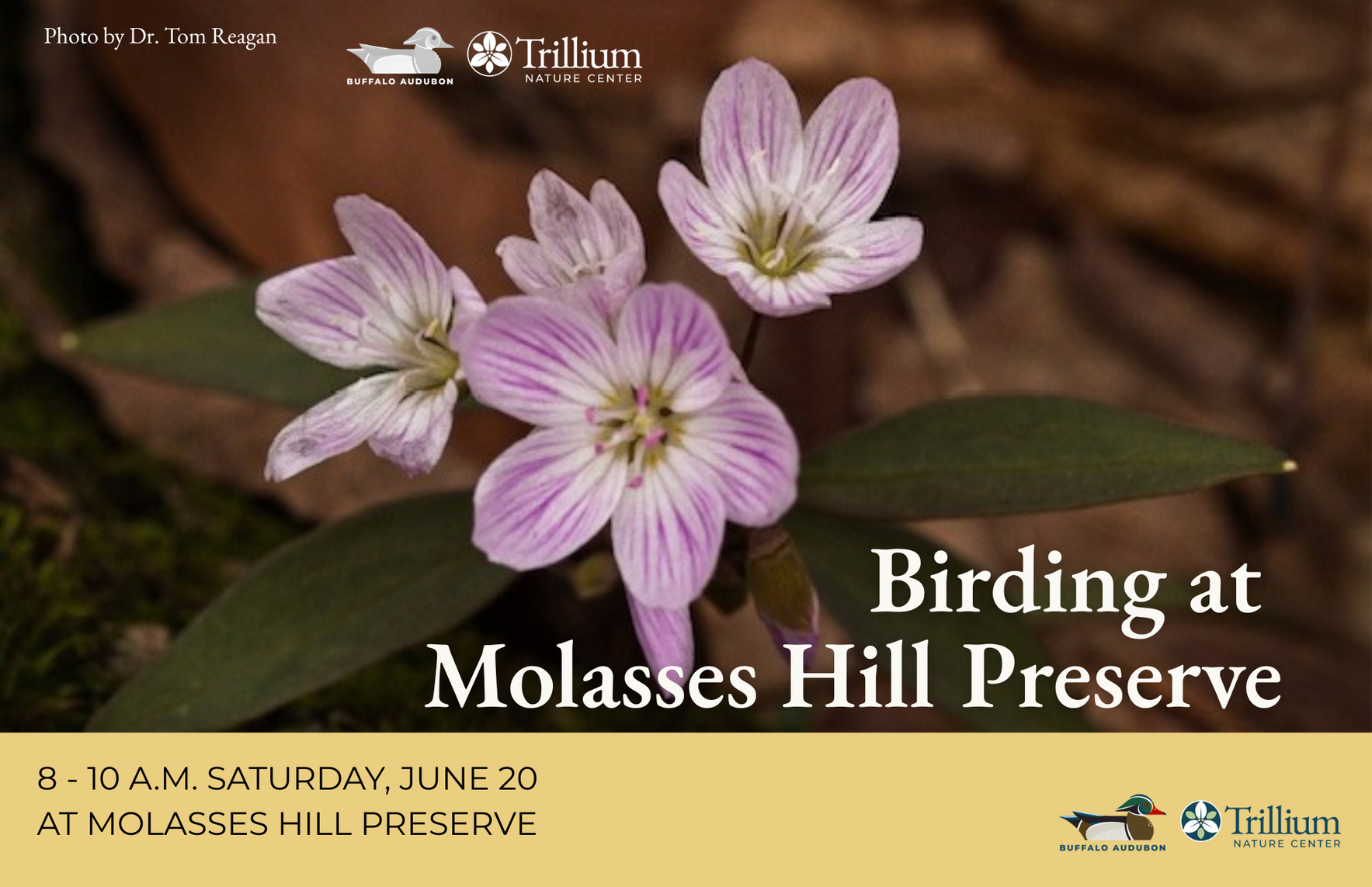 Birding at Molasses Hill Preserve image