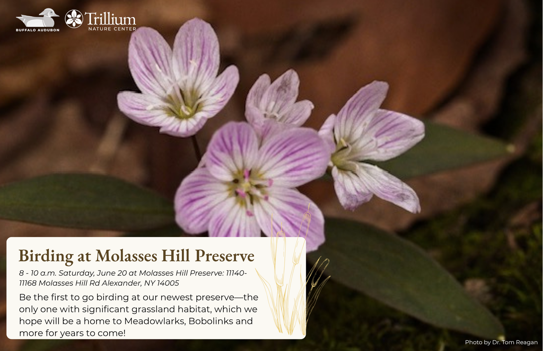 Birding at Molasses Hill Preserve image