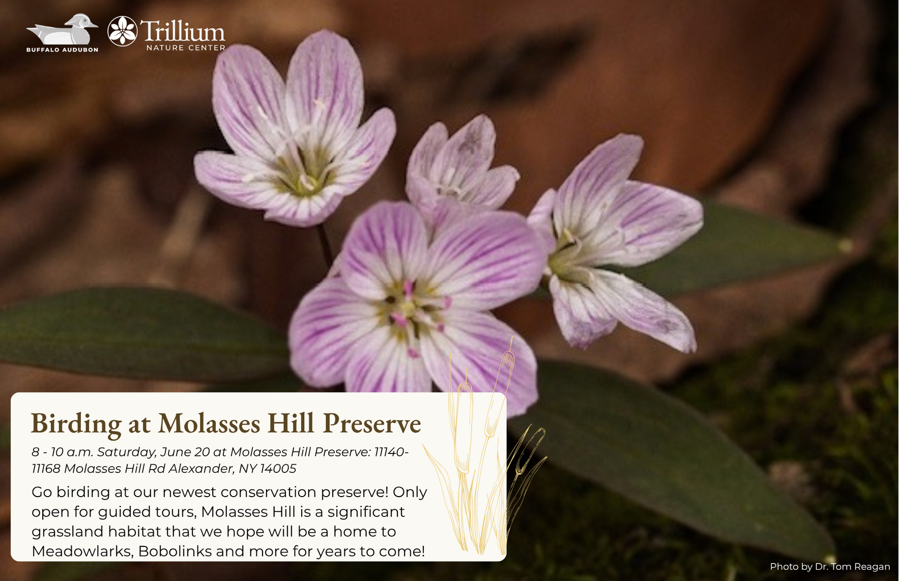 Birding at Molasses Hill Preserve image