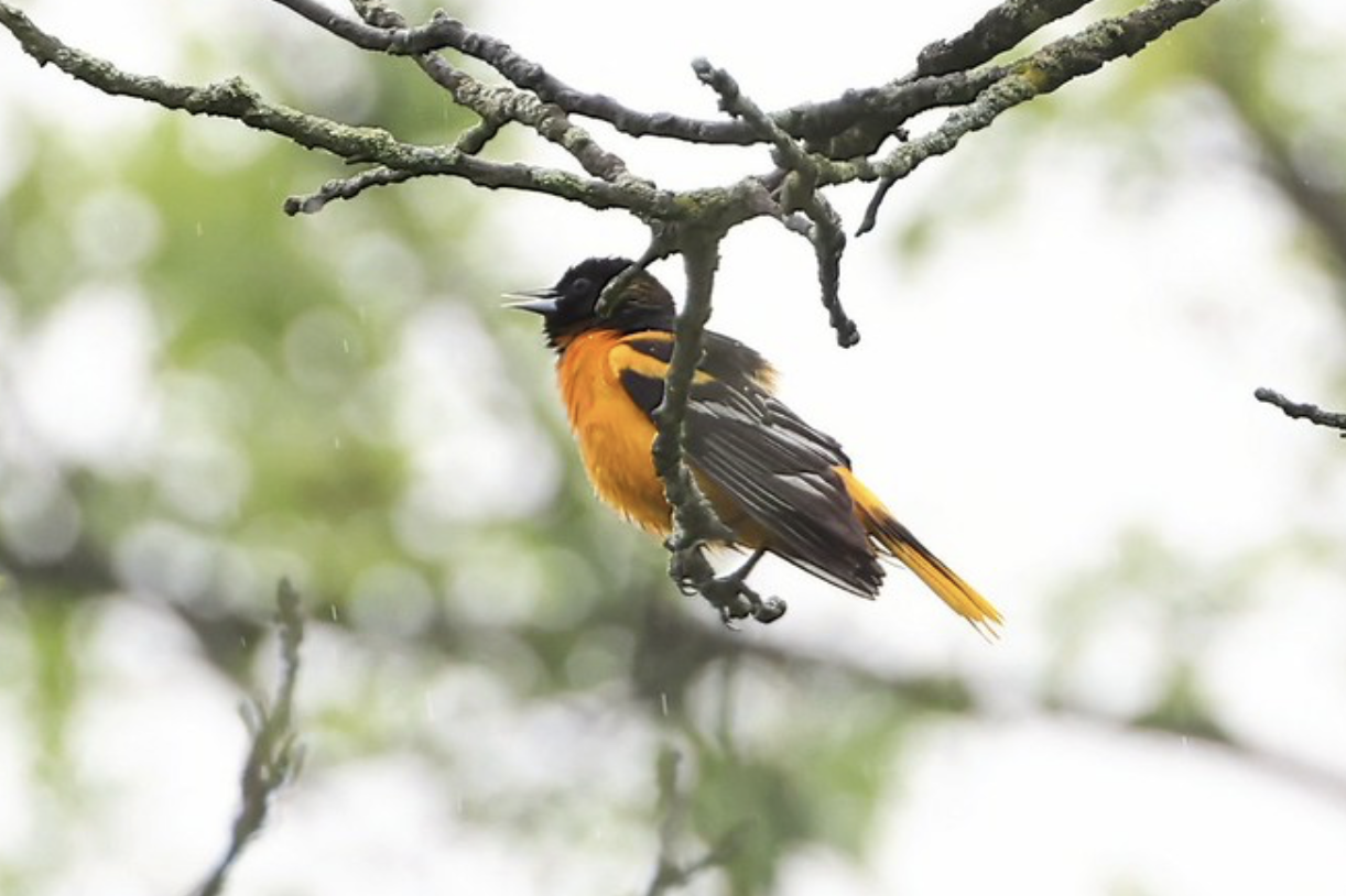 Mindful Birding at Valley Forge image