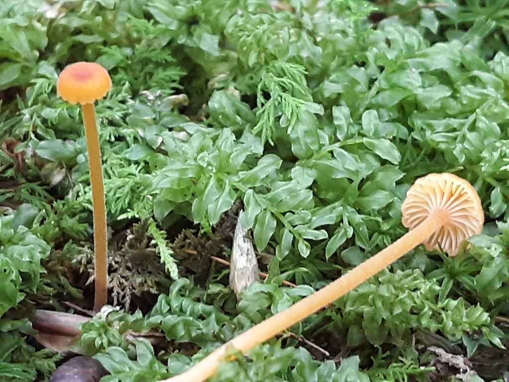 Marvelous Moss Hike image