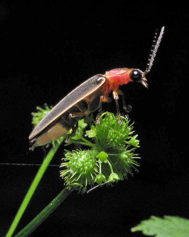 Fantastic Fireflies Webinar image