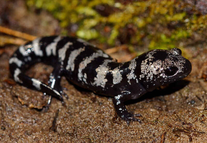 Salamanders of PA Webinar image