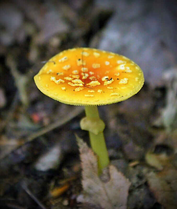 TRY IT! Beginner's Mushroom Walk at Girty's Woods image