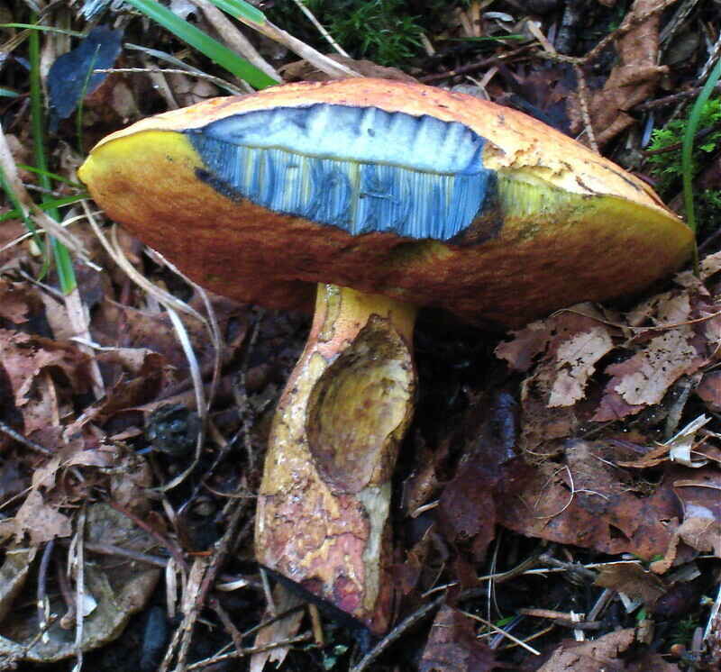 TRY IT! Beginner's Mushroom Walk at Barking Slopes image