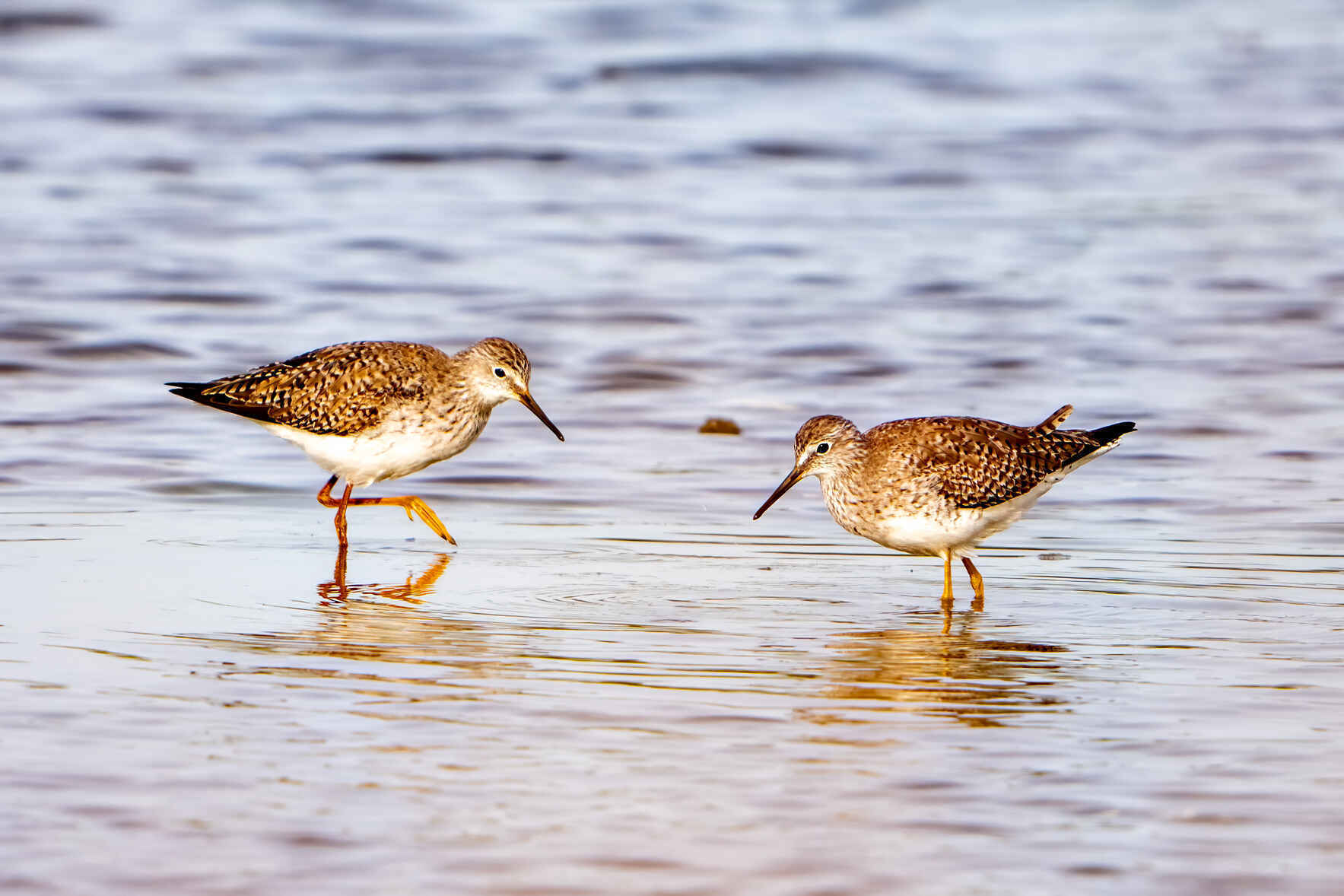 June Bird Walk at Pleasure House Point image