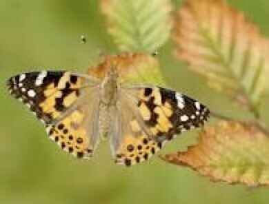 Wings of Remembrance Butterfly Release image