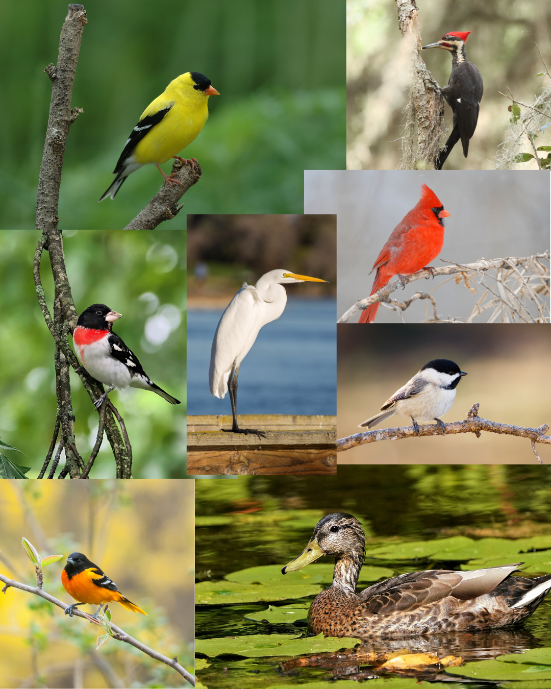 Summer Bird Walk  image