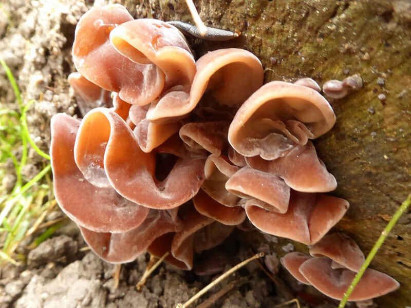 Fungi 101 Talk and Walk at FHNC image