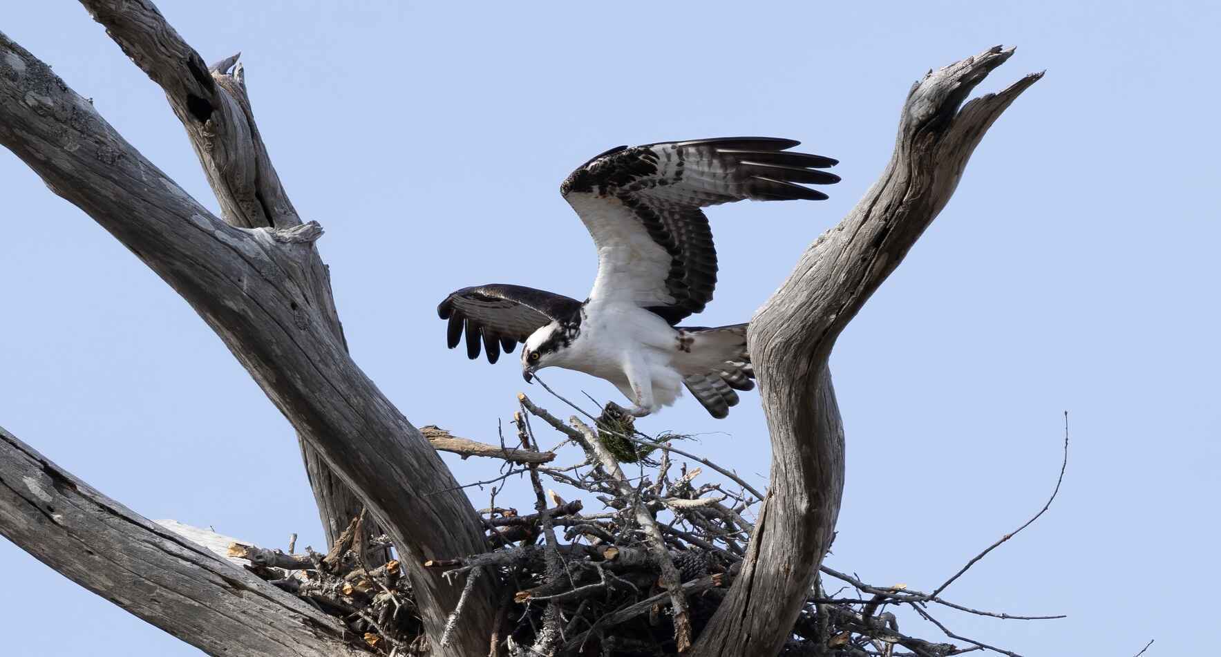 2026 Osprey Walk image