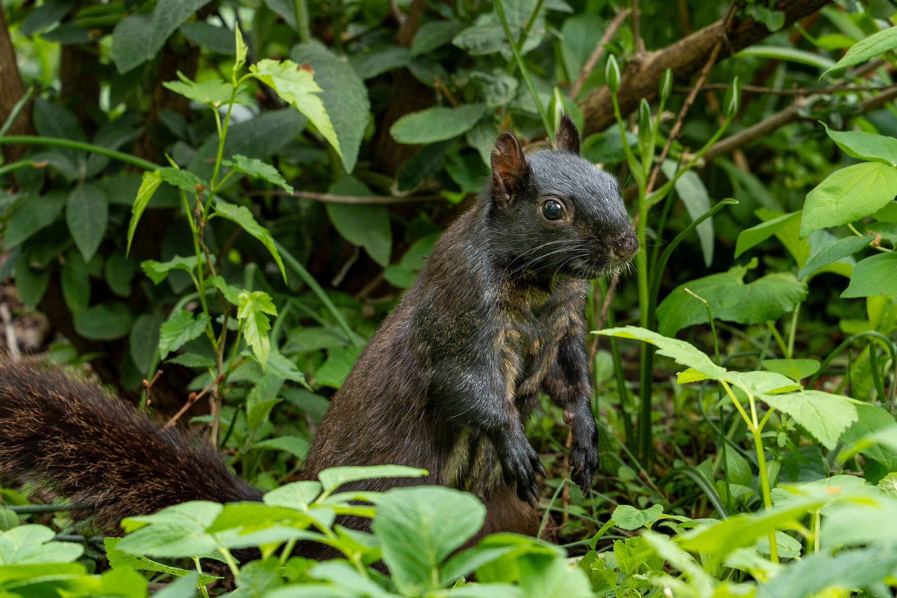 Creatures of New York: Stenciling Squirrels image