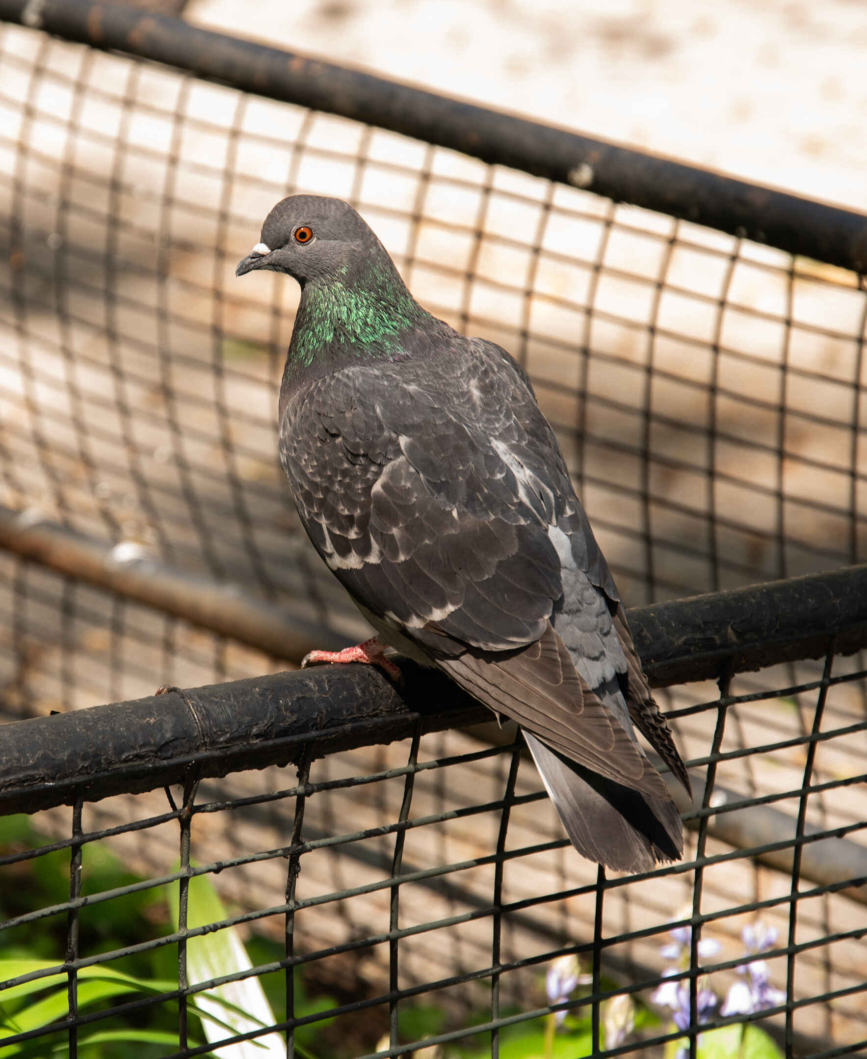 Creatures of New York: Portraying Pigeons image