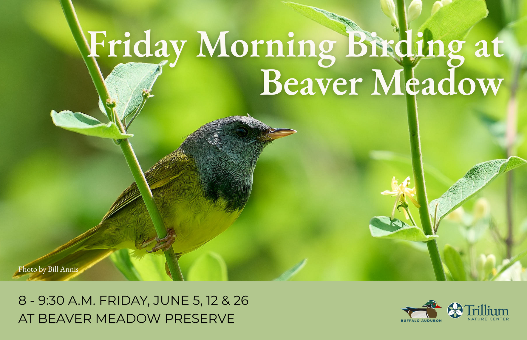 Friday Morning Birding - Beaver Meadow - Friday June 5th image