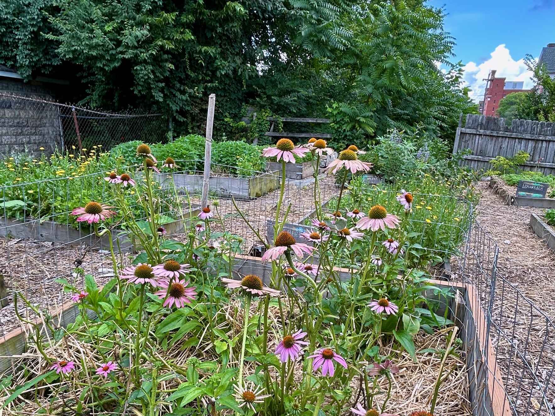 Melrose Medicinal Garden Workday image