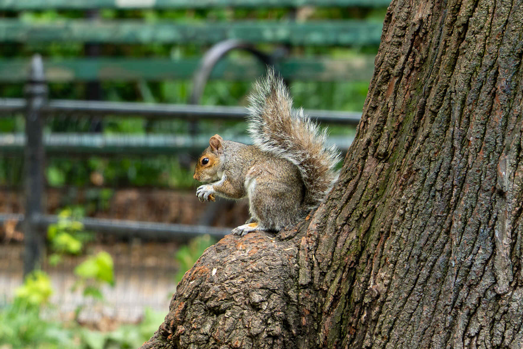 Creatures of NY: Stenciling Squirrels image