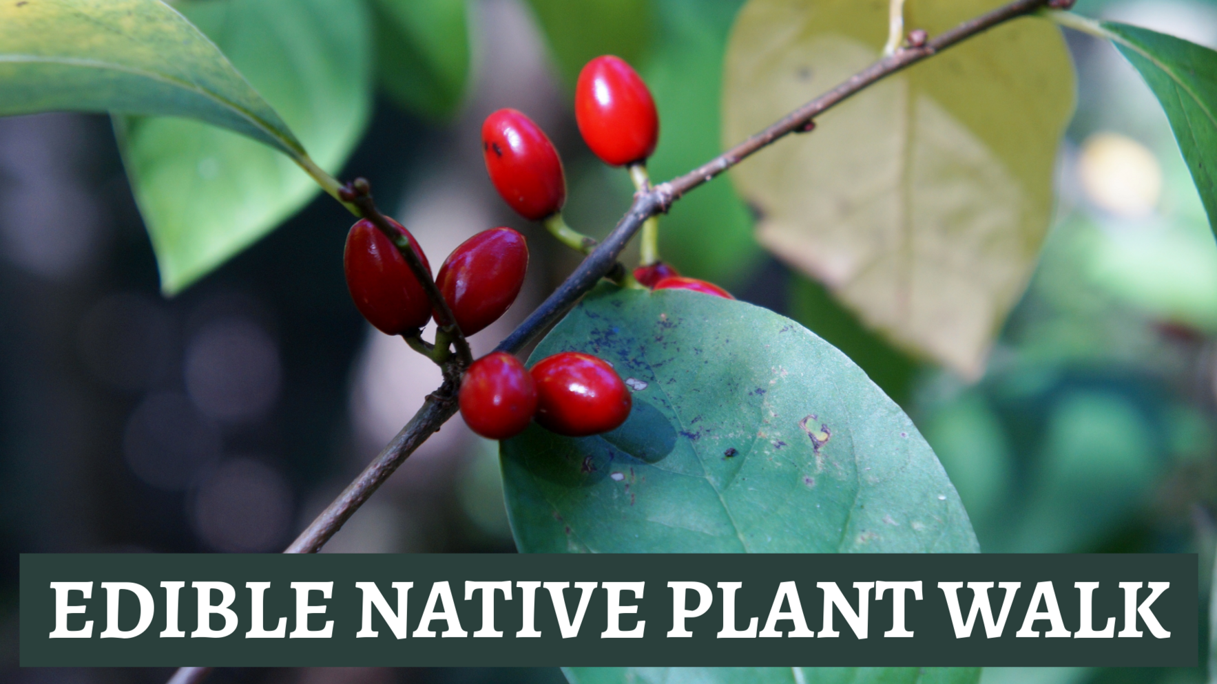 Edible Native Plant Walk image