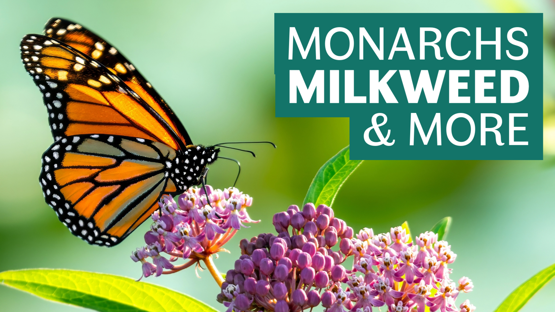 Monarchs, Milkweed, & More image