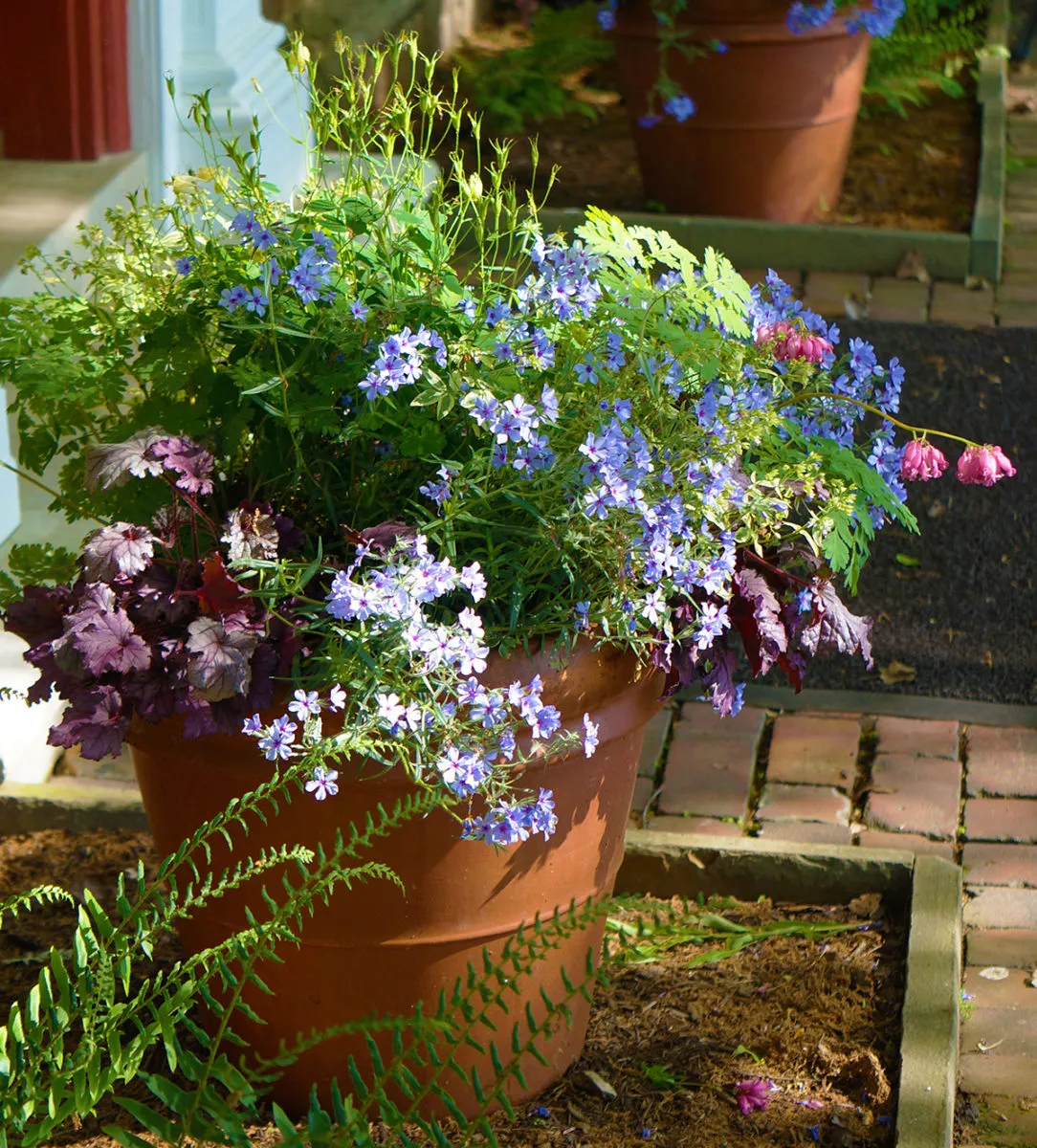Container Gardening with Natives image