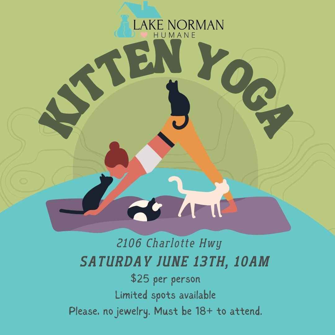 Kitten Yoga image