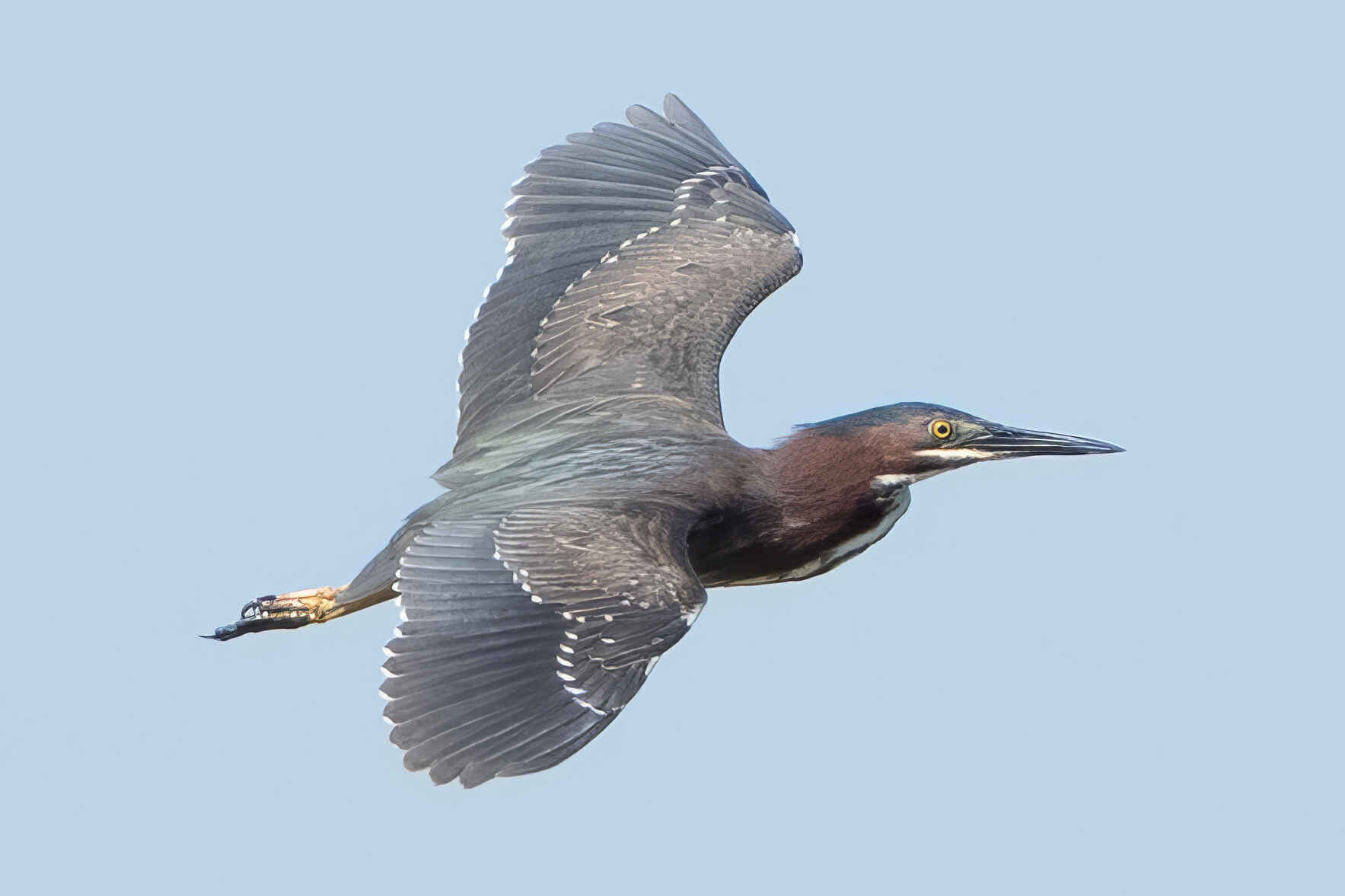July Bird Walk at Pleasure House Point image