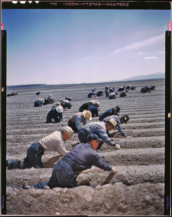 The Incredible History of Nikkei Farmers in the San Joaquin Valley image