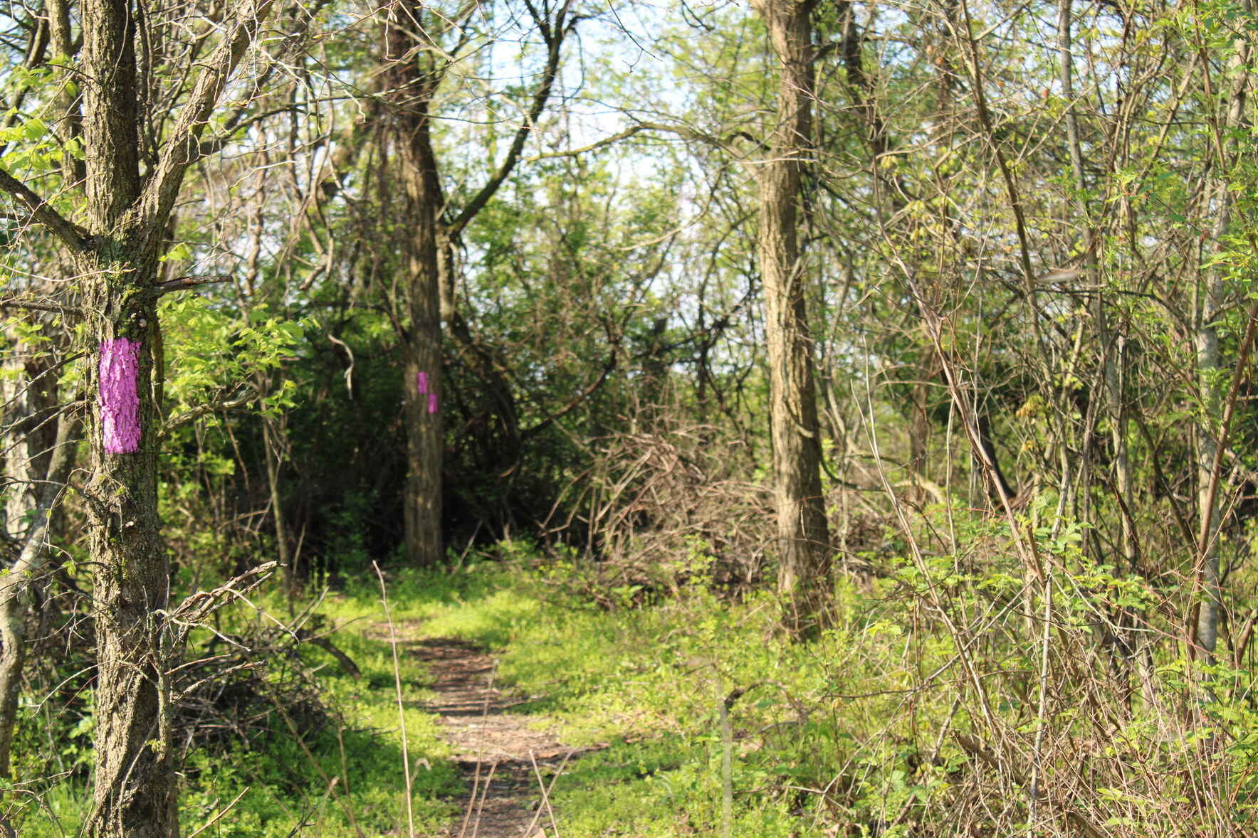 50+ Walking Series with AARP: Great Views at Girty's Woods image