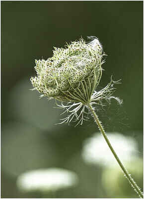 Fall Wild Edibles Webinar image