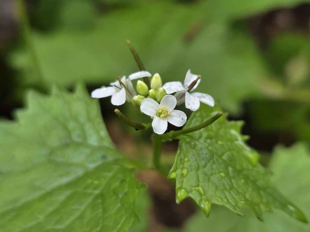 50+ Walking Series with AARP: Invasive Species at Bethel Green image
