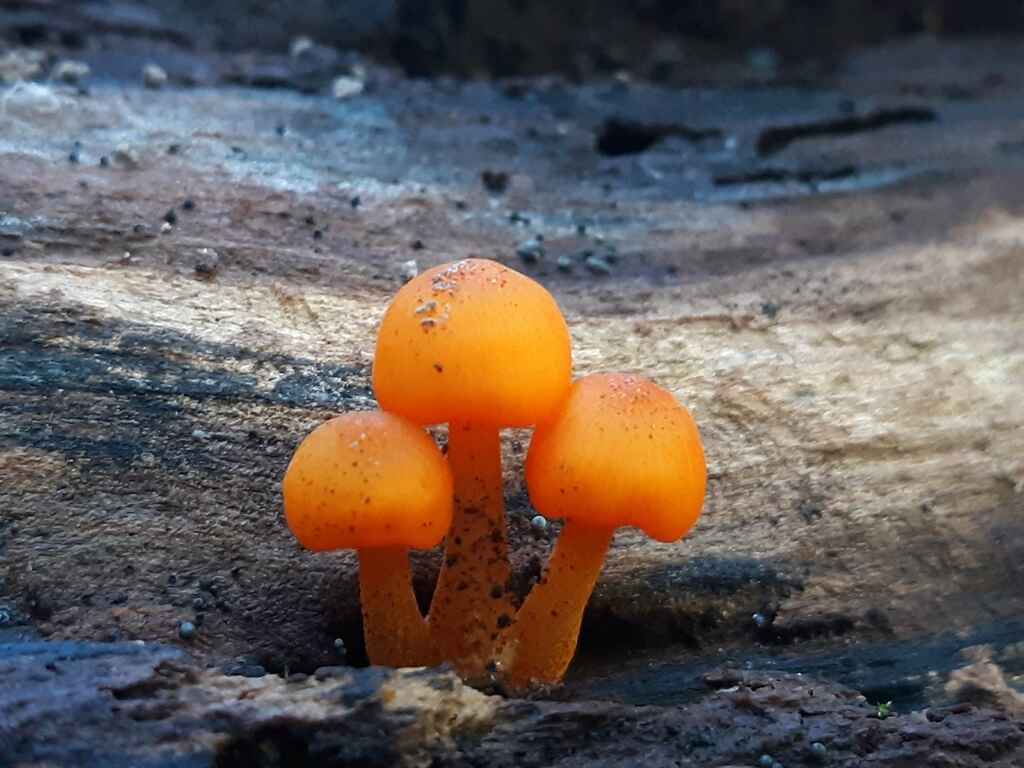 50+ Walking Series with AARP: Frightful Fungi at DMH image