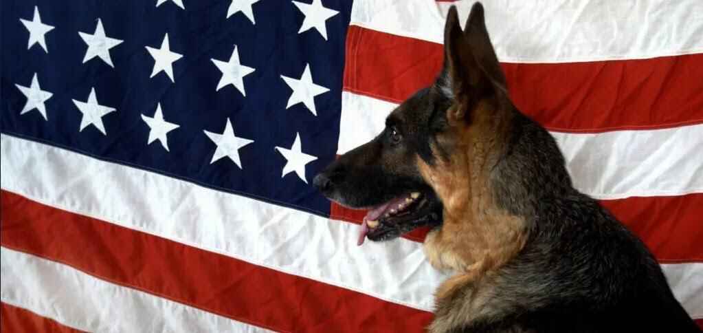 Paws Of Honor: A Veterans’ Day Event image