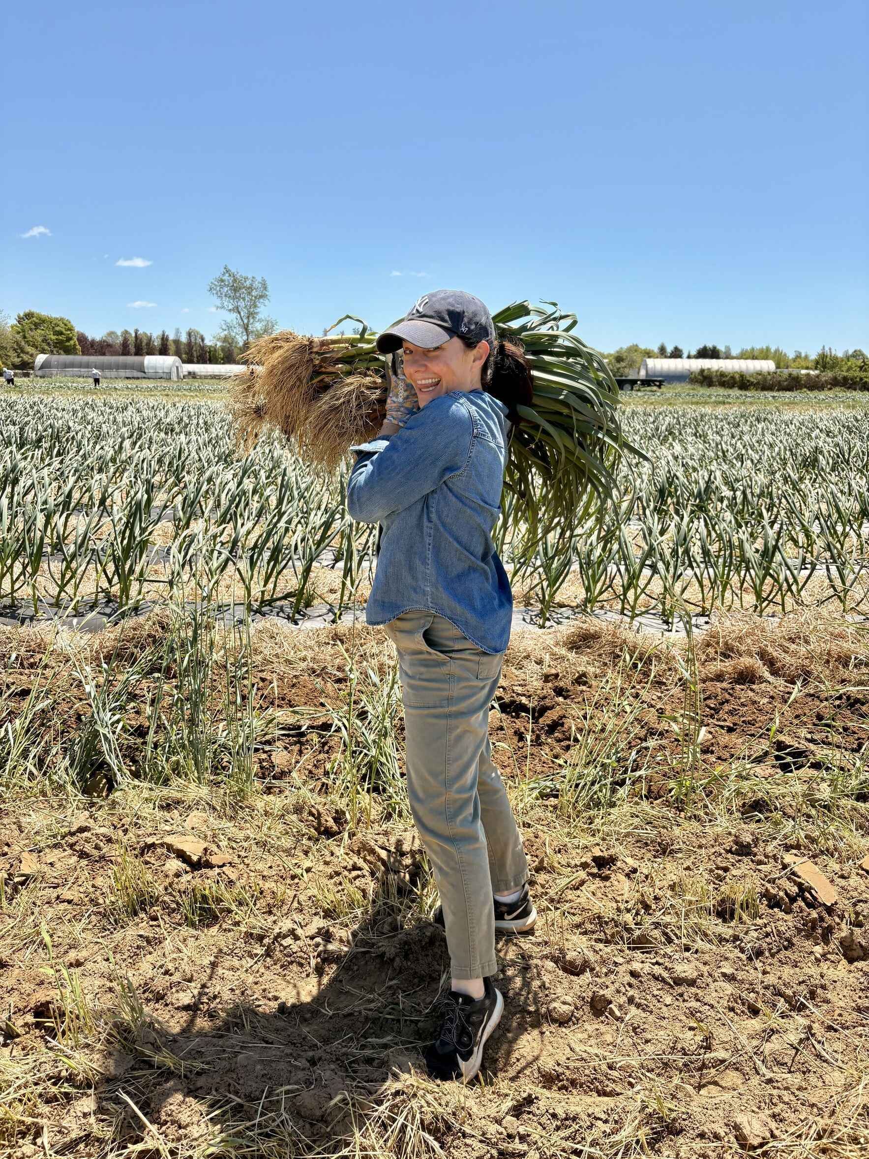 Volunteer on the Farm!  Garlic Harvest  image