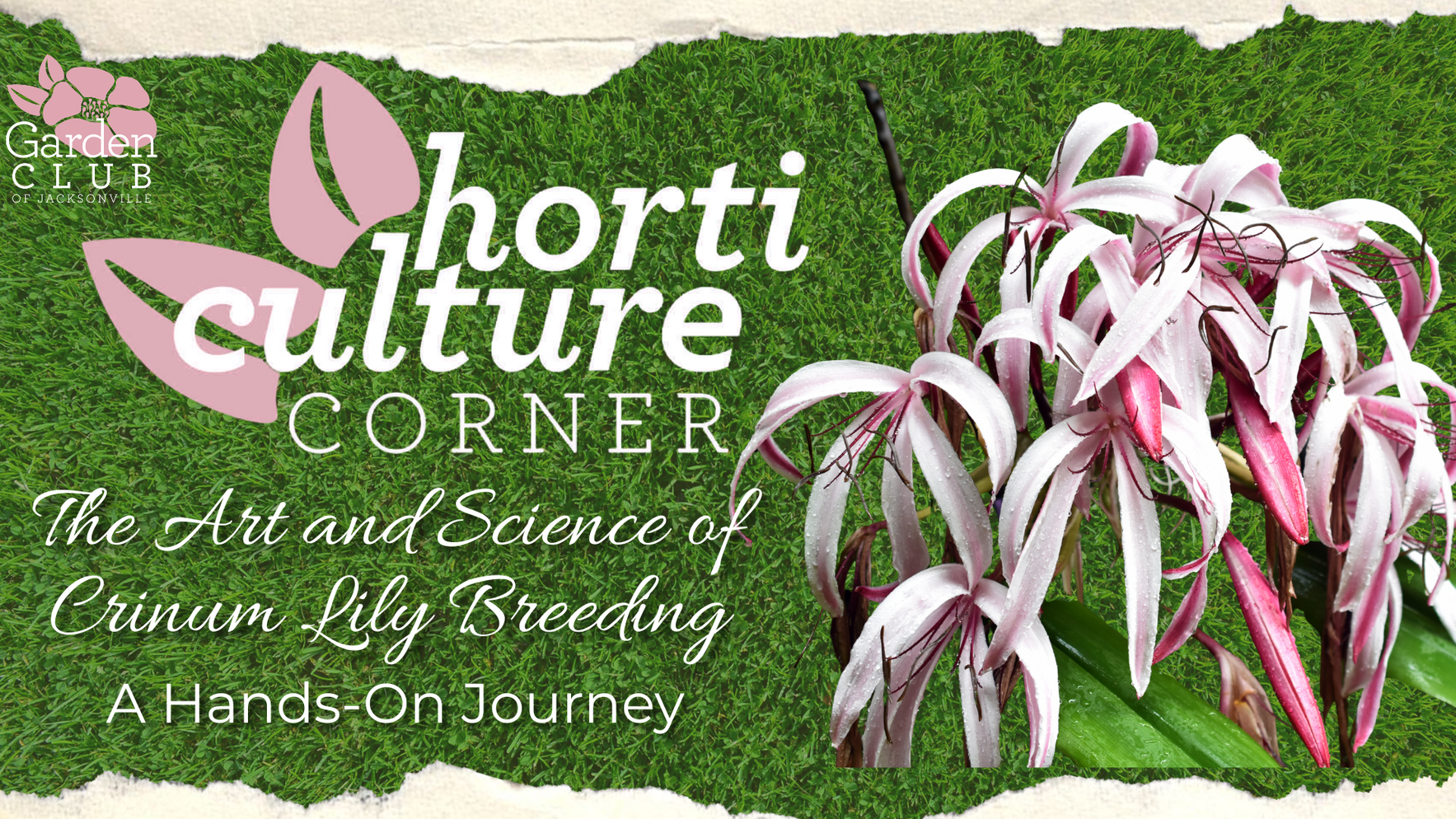 Horticulture Corner: The Art and Science of Crinum Lily Breeding image