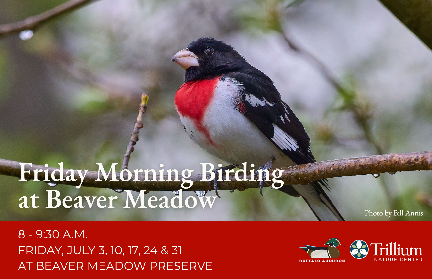 Friday Morning Birding - July 10th image