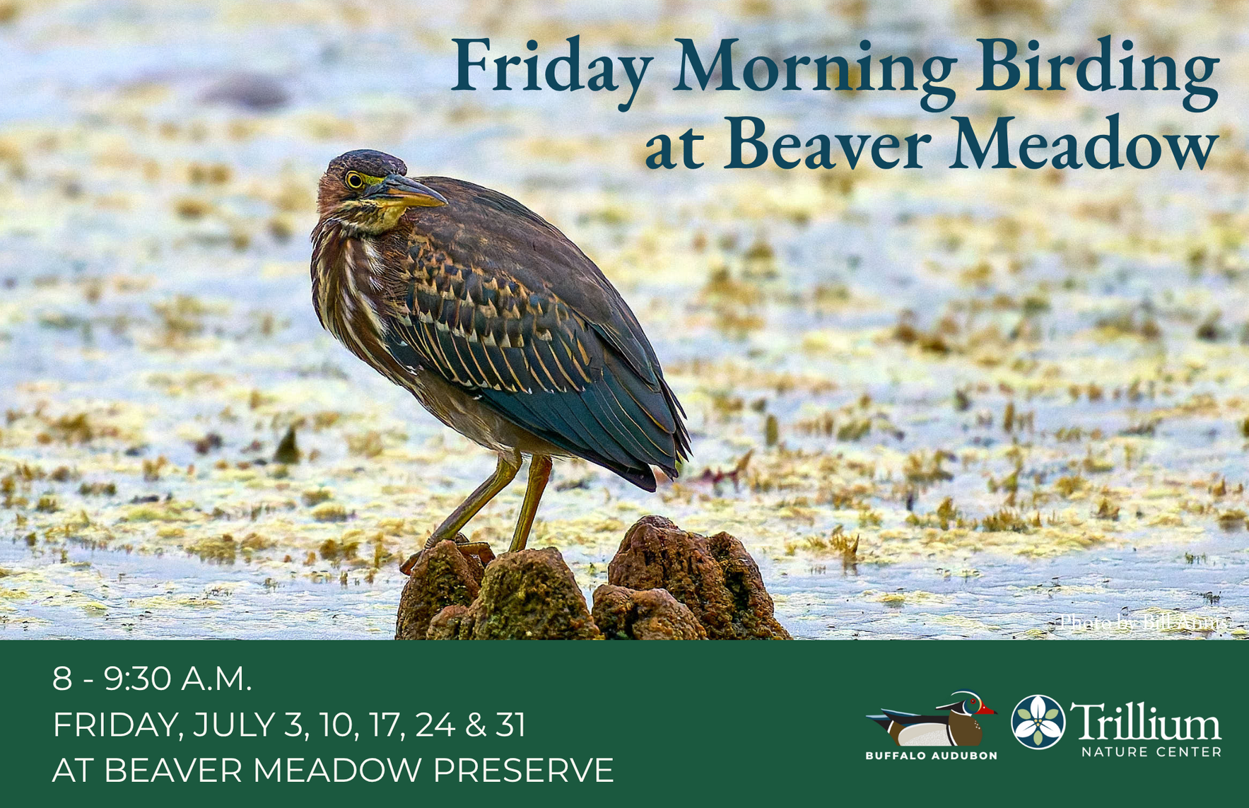 Friday Morning Birding - July 17th image