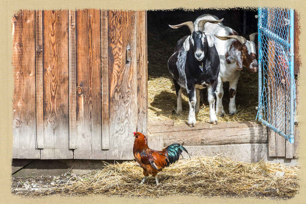Sanctuary One Farm Tour - August 15 image