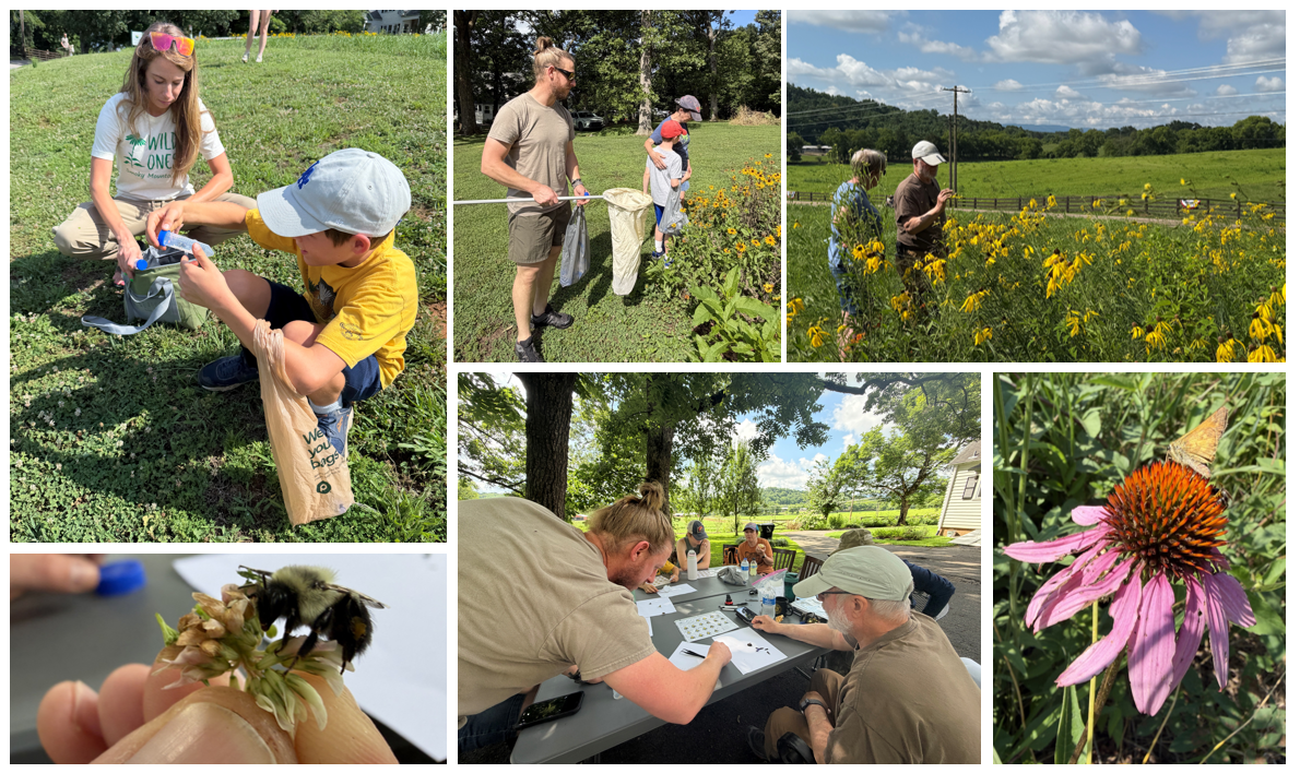 Join us for FLC's 2nd SE Atlas Bumble Bee Survey on Friday, July 24, 2026! image