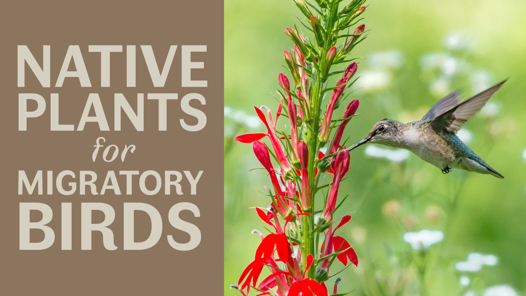 Native Plants for Migratory Birds image