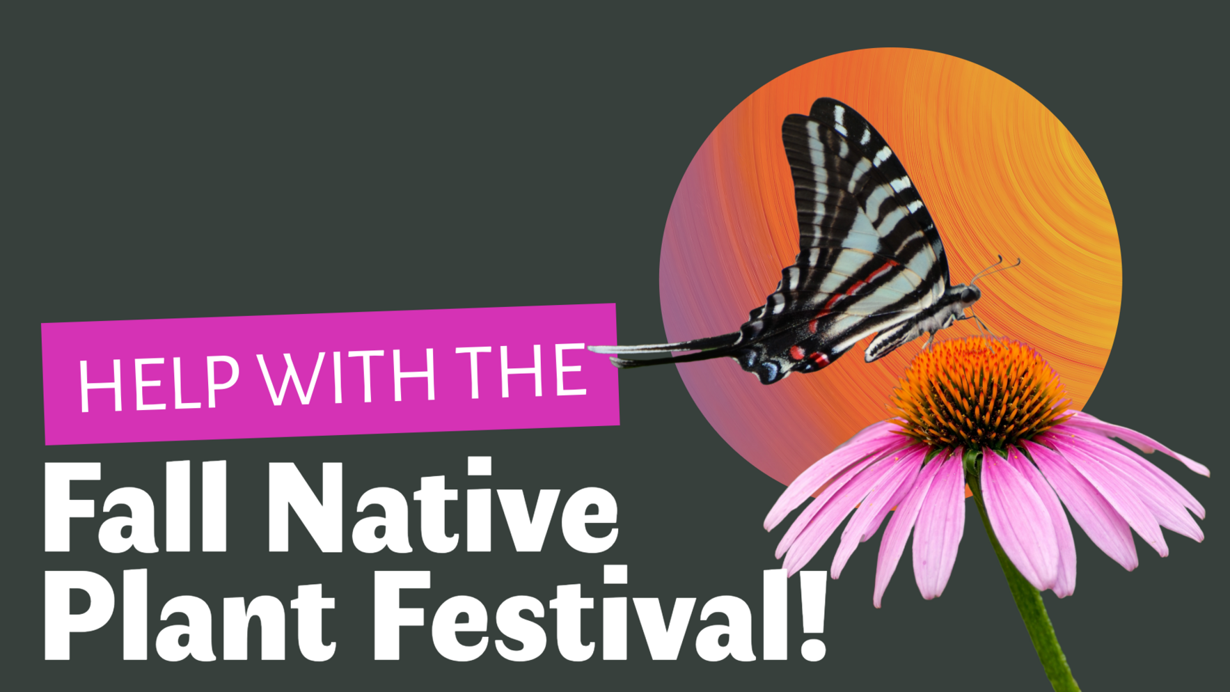 Volunteer for the 2026 Fall Native Plant Festival! image