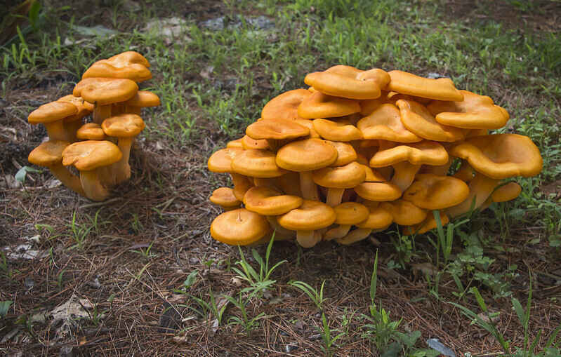 Slightly Spooky Beginner's Mushroom Walk image
