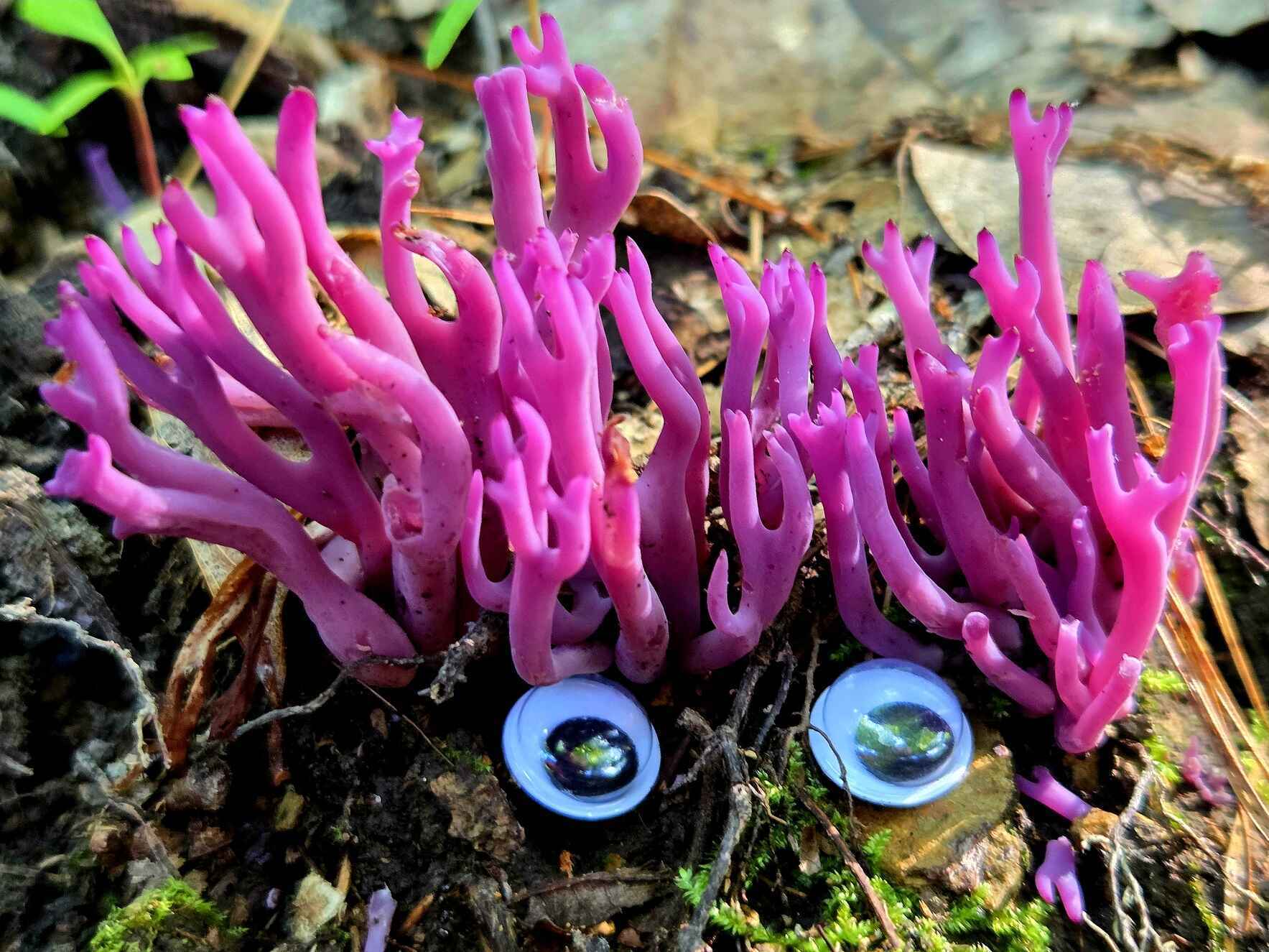 Lunch & Learn: Fungal Folktales image