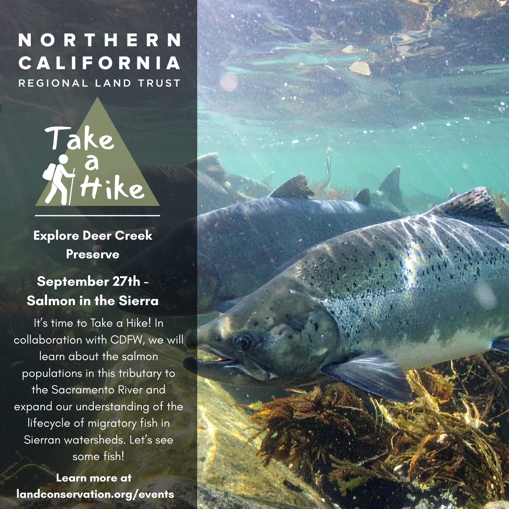 Take a Hike: Salmon in the Sierra! image