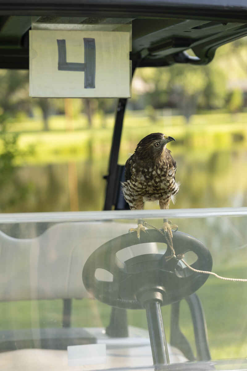 2026 Birdie Fore! Raptors Golf Tournament image